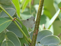 Symbiopsis lenitas