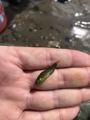 Tautogolabrus adspersus