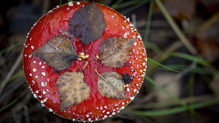 Amanita muscaria muscaria
