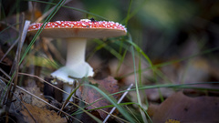 Amanita muscaria muscaria