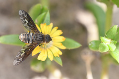 Delosperma versicolor