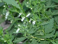 Teucrium cubense