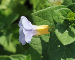 Thunbergia natalensis