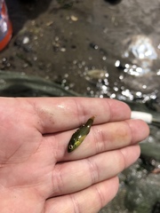 Tautogolabrus adspersus