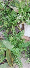 Sisymbrium irio
