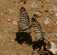 Graphium macareus