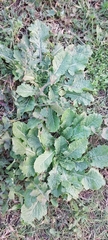 Urospermum picroides