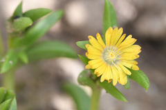 Delosperma versicolor