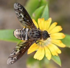 Delosperma versicolor
