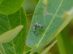 Chira guianensis