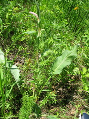 Bistorta officinalis