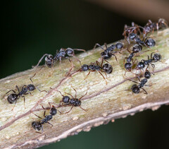 Dolichoderus thoracicus