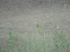 Emberiza spodocephala
