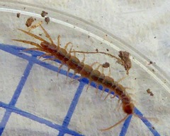 Lithobius melanops