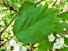 Crataegus holmesiana