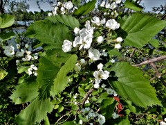 Crataegus holmesiana