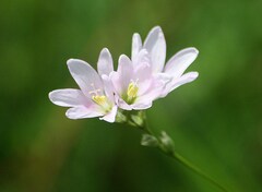 Ixia orientalis