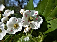 Crataegus holmesiana