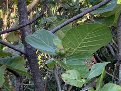 Guettarda speciosa