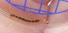 Lithobius melanops
