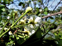 Crataegus holmesiana