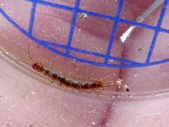 Lithobius melanops