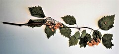 Crataegus holmesiana