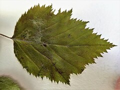 Crataegus holmesiana
