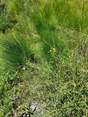 Crotalaria