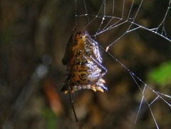 Micrathena excavata