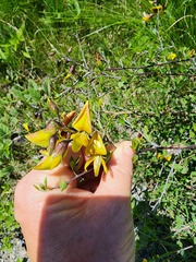 Crotalaria