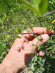 Crotalaria