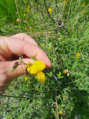 Crotalaria