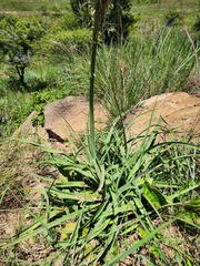 Kniphofia linearifolia