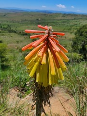 Kniphofia linearifolia