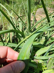 Kniphofia linearifolia