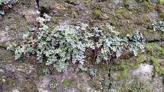 Asplenium ruta-muraria