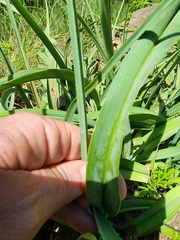 Kniphofia linearifolia