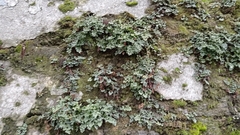 Asplenium ruta-muraria