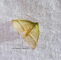 Hylophilodes orientalis