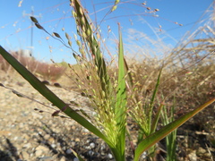 Panicum hillmanii