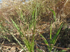 Panicum hillmanii