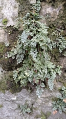Asplenium ruta-muraria