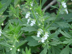 Teucrium cubense