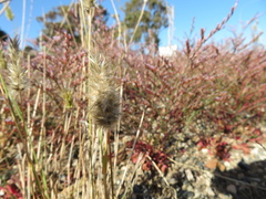 Enneapogon nigricans