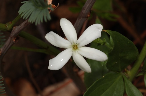 Representative image of Jasminum