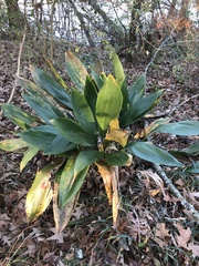 Aspidistra elatior