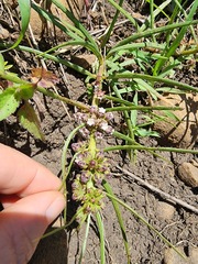 Stenostelma urceolatum