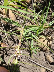 Stenostelma urceolatum