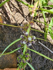 Stenostelma urceolatum